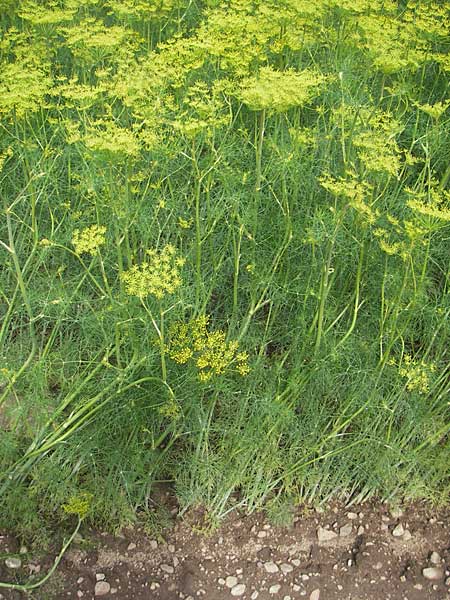 Anethum graveolens \ Dill / Dill, S Torekov 3.8.2010