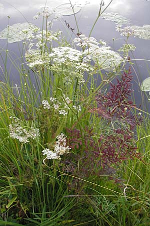 Peucedanum palustre \ Sumpf-Haarstrang, S Norra Kvill 11.8.2009