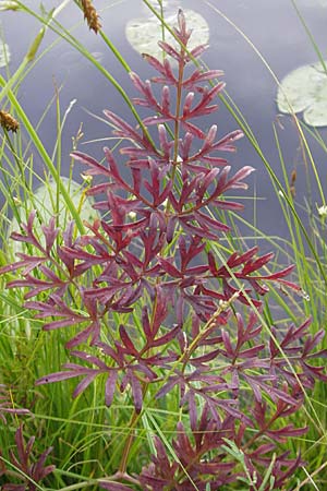 Peucedanum palustre \ Sumpf-Haarstrang / Marsh Hog's Parsley, Milk Parsley, S Norra Kvill 11.8.2009