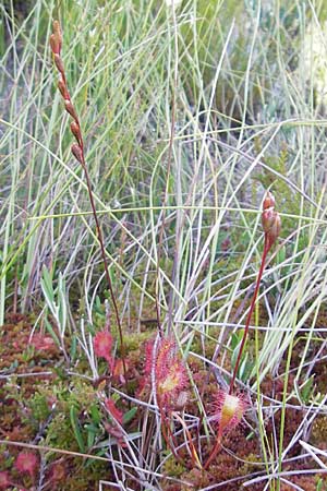 Drosera longifolia \ Langblttriger Sonnentau, S Store Mosse 12.8.2009