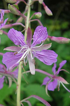 Epilobium angustifolium \ Schmalblttriges Weidenrschen / Rosebay Willowherb, S Varberg 4.8.2010