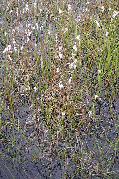 Eriophorum angustifolium \ Schmalblttriges Wollgras / Common Cotton Grass, S Fjällbacka 8.8.2010