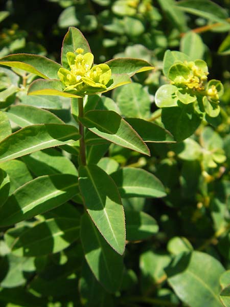 Euphorbia verrucosa \ Warzen-Wolfsmilch, S Botan. Gar.  Universit.  Uppsala 28.8.2010