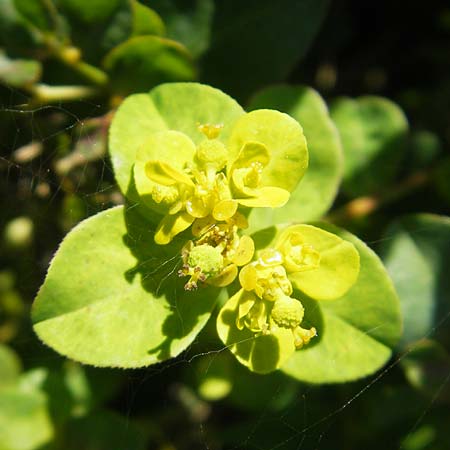 Euphorbia verrucosa \ Warzen-Wolfsmilch, S Botan. Gar.  Universit.  Uppsala 28.8.2010