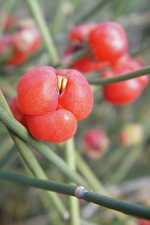 Ephedra distachya \ Gewhnliches Meertrubel / Joint Pine, S Botan. Gar.  Universit.  Uppsala 28.8.2010