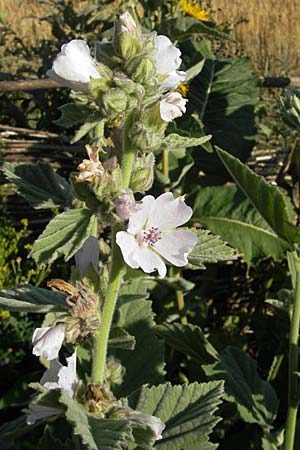 Althaea officinalis \ Eibisch / Common Marsh Mallow, S Glimmingehus 6.8.2009