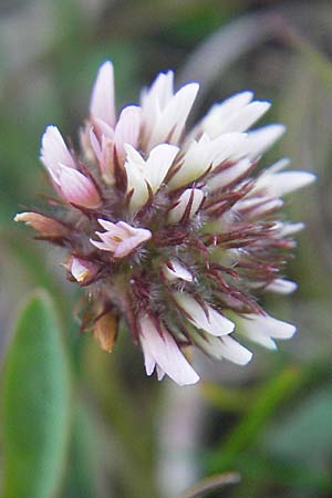 Trifolium fragiferum / Strawberry Clover, S Simrishamn 6.8.2009