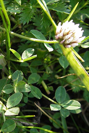 Trifolium fragiferum / Strawberry Clover, S Öland, Trollskogen 9.8.2009