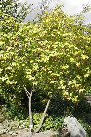 Euonymus latifolius / Broad-Leaf Spindle, S Botan. Gar.  Universit.  Uppsala 28.8.2010