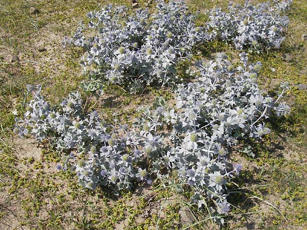 Eryngium maritimum \ Stranddistel / Sea Holly, S Varberg 4.8.2010