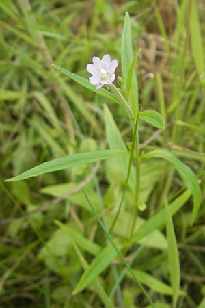 Epilobium palustre \ Sumpf-Weidenrschen, S Torekov 3.8.2010