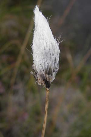 Eriophorum vaginatum \ Scheiden-Wollgras / Hare's-Tail Cotton Grass, S Fjällbacka 8.8.2010