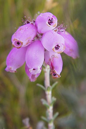 Erica tetralix \ Moor-Glockenheide / Cross-Leaved Heath, S Store Mosse 12.8.2009