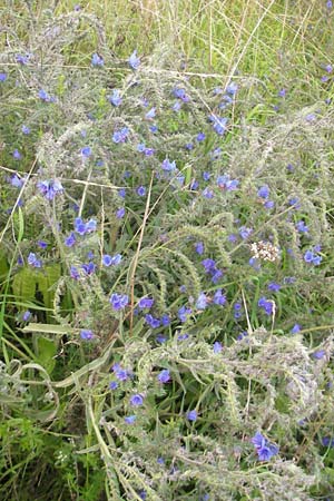 Echium vulgare \ Gemeiner Natternkopf / Viper's Bugloss, S Västers 28.8.2010