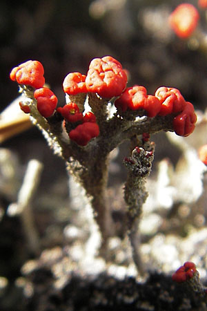 Cladonia floerkeana \ Rotfrchtige Becher-Flechte, S Store Mosse 12.8.2009