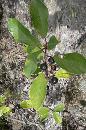 Frangula alnus \ Faulbaum / Alder Buckthorn, S Varberg 4.8.2010