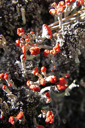 Cladonia floerkeana \ Rotfrchtige Becher-Flechte / Red Pixie Cup, S Store Mosse 12.8.2009