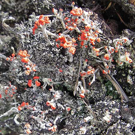 Cladonia floerkeana \ Rotfrchtige Becher-Flechte / Red Pixie Cup, S Store Mosse 12.8.2009