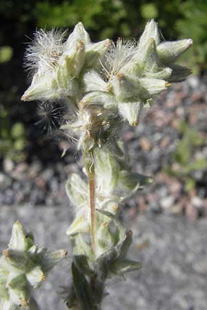 Filago arvensis \ Acker-Filzkraut / Field Cudweed, S Västers 28.6.2011