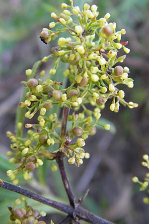 Galium verum \ Echtes Labkraut / Lady's Bedstraw, S Ystad 5.8.2009