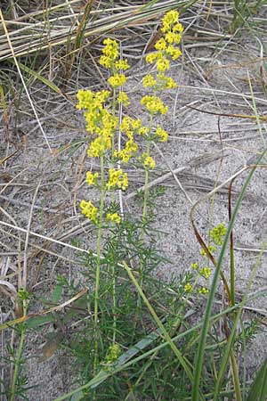 Galium verum \ Echtes Labkraut, S Ystad 6.8.2009