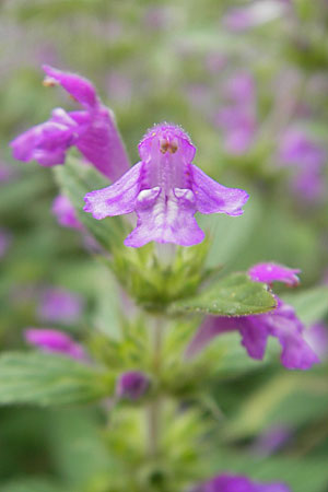 Galeopsis ladanum \ Breitblttriger Hohlzahn / Broad-Leaved Hemp-Nettle, Red Hemp-Nettle, S Helsingborg 2.8.2010