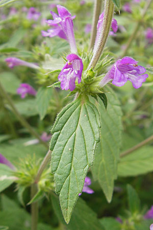 Galeopsis ladanum \ Breitblttriger Hohlzahn / Broad-Leaved Hemp-Nettle, Red Hemp-Nettle, S Helsingborg 2.8.2010