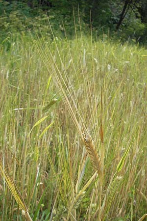 Hordeum distichon \ Zweizeilige Gerste, S Helsingborg 2.8.2010