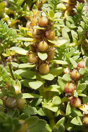 Lysimachia maritima \ Strand-Milchkraut, S Varberg 4.8.2010