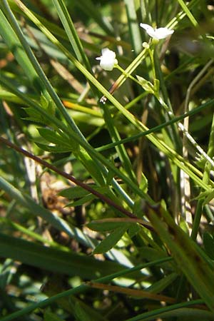 Galium oelandicum \ Niederes Labkraut / land Bedstraw, S Öland, Stora Alvaret, Möckel Mossen 8.8.2009