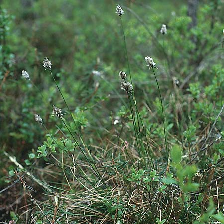 Eriophorum vaginatum \ Scheiden-Wollgras / Hare's-Tail Cotton Grass, S Muddus National-Park 17.6.1995