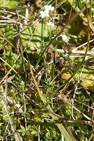 Galium oelandicum \ Niederes Labkraut, S Öland, Stora Alvaret, Möckel Mossen 8.8.2009