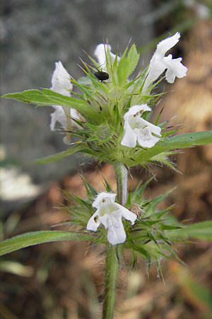 Galeopsis tetrahit \ Stechender Hohlzahn, S Smland, Kvilleken 11.8.2009