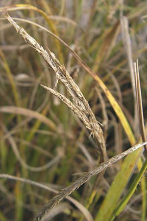 Carex atherodes \ Groe Grannen-Segge / Wheat Sedge, S Botan. Gar.  Universit.  Uppsala 28.8.2010