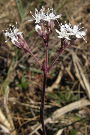 Gypsophila fastigiata \ Bschel-Gipskraut / Gypsophila, S Öland, Stora Alvaret, Möckel Mossen 8.8.2009