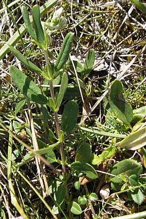 Helianthemum oelandicum \ land-Sonnenrschen / Oland Rock-Rose, S Öland, Stora Alvaret 8.8.2009