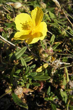 Helianthemum oelandicum \ land-Sonnenrschen / Oland Rock-Rose, S Öland, Stora Alvaret 8.8.2009