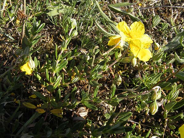 Helianthemum oelandicum \ land-Sonnenrschen / Oland Rock-Rose, S Öland, Stora Alvaret 8.8.2009