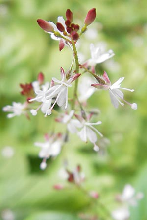 Circaea x intermedia \ Mittleres Hexenkraut / Upland Enchanter's Nightshade, S Helsingborg 2.8.2010