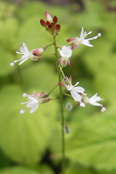 Circaea x intermedia \ Mittleres Hexenkraut / Upland Enchanter's Nightshade, S Helsingborg 2.8.2010