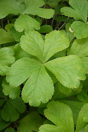 Sanicula epipactis / Dwarf Masterwort, S Botan. Gar.  Universit.  Uppsala 28.8.2010