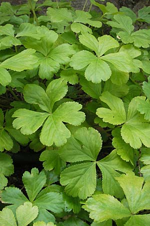 Sanicula epipactis \ Berg-Schaftdolde / Dwarf Masterwort, S Botan. Gar.  Universit.  Uppsala 28.8.2010