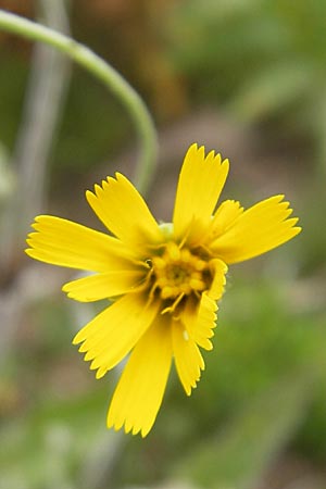 Hieracium laevigatum \ Glattes Habichtskraut / Smooth Hawkweed, S Smland, Grönsen 10.8.2009