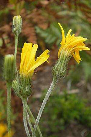 Hieracium laevigatum \ Glattes Habichtskraut / Smooth Hawkweed, S Smland, Grönsen 10.8.2009