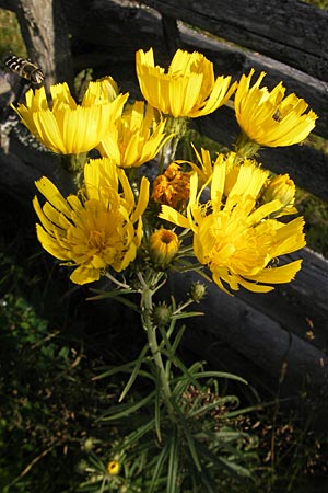 Hieracium umbellatum \ Doldiges Habichtskraut / Narrow-Leaved Hawkweed, S Smland, Kvilleken 11.8.2009