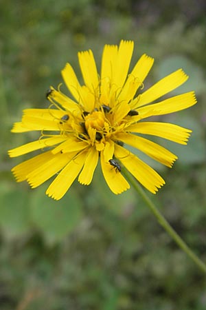 Hieracium laevigatum \ Glattes Habichtskraut / Smooth Hawkweed, S Vänersborg 12.8.2010