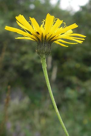 Hieracium laevigatum \ Glattes Habichtskraut / Smooth Hawkweed, S Vänersborg 12.8.2010