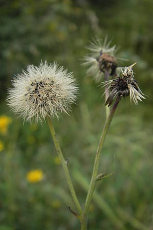 Hieracium laevigatum / Smooth Hawkweed, S Vänersborg 12.8.2010