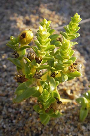 Honckenya peploides \ Salz-Miere / Sea Sandwort, S Simrishamn 6.8.2009