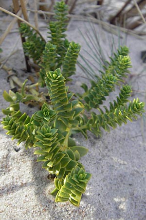 Honckenya peploides \ Salz-Miere / Sea Sandwort, S Öland, Böda Strand 9.8.2009